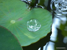 Feuille de lotus- Bali - Indonésie